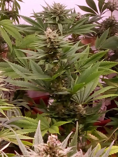 Harlequin CBD Blüten 5g