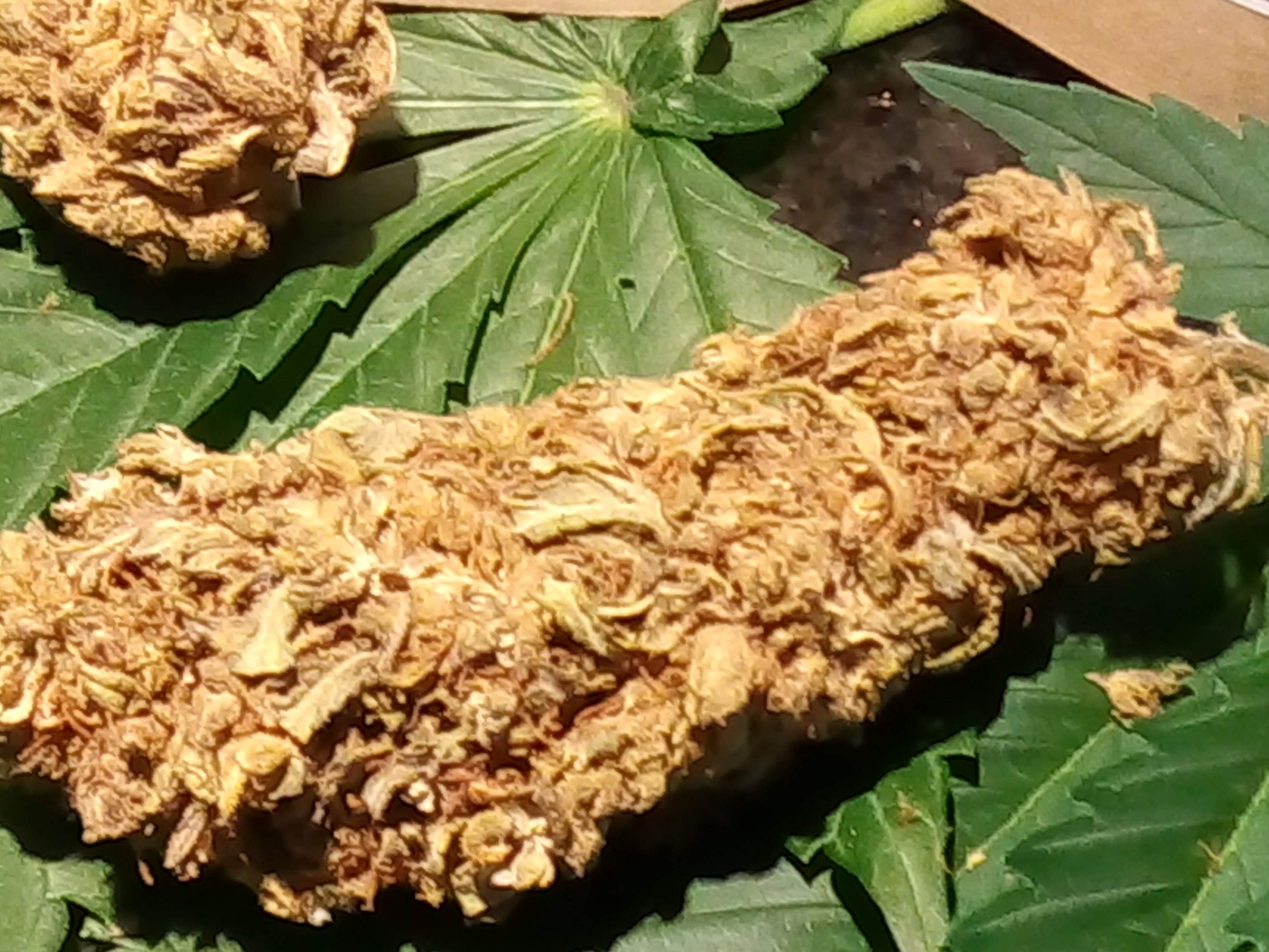 Mango CBD Blüten 3g