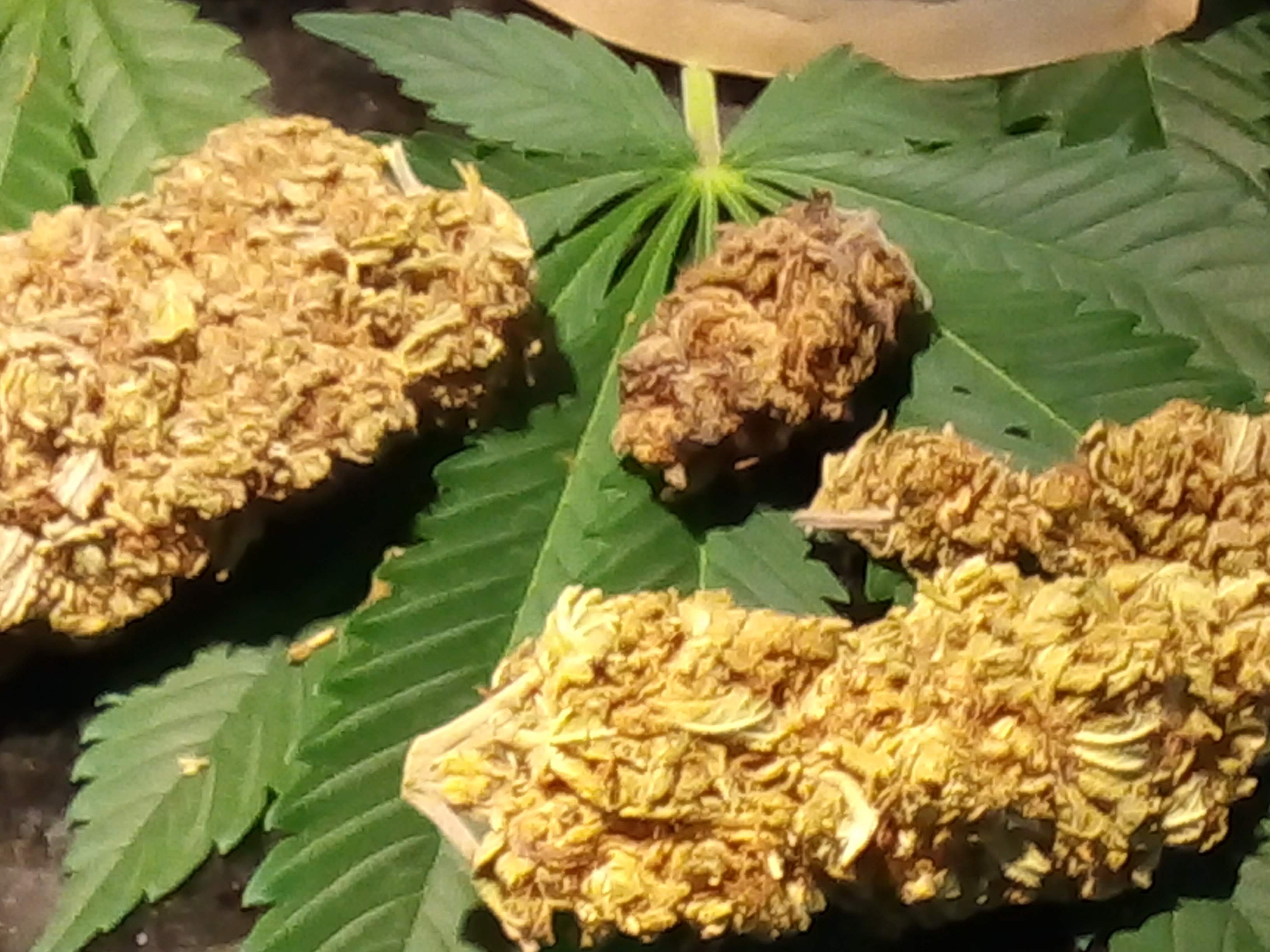 Harlequin CBD Blüten 5g